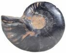 Split Black/Orange Ammonite (Half) - Unusual Coloration #55638-1